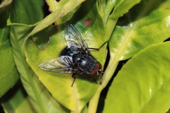 Calliphora vicina