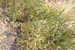 Chrysojasminum fruticans