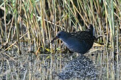Rallus aquaticus