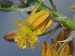 Bulbine frutescens