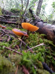 Heimiomyces tenuipes