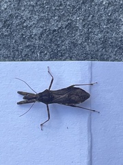 Acholla multispinosa