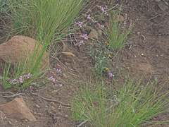 Polygala hottentotta