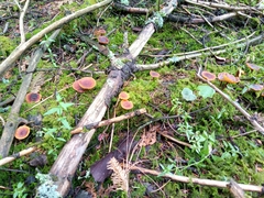 Heimiomyces tenuipes