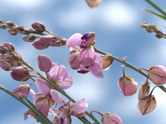 Polygala hottentotta