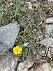 Potentilla concinna
