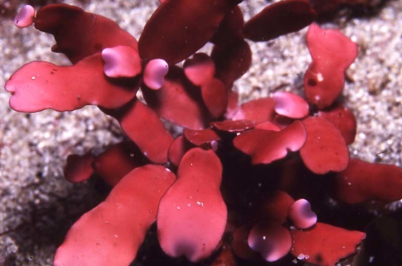 Rhodopeltis