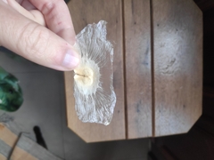 Amphilophium crucigerum