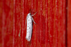 Yponomeuta malinellus