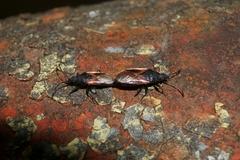 Oxycarenus lavaterae
