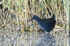 Rallus aquaticus