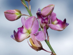 Polygala hottentotta