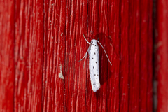 Yponomeuta malinellus