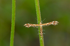 Oxyptilus