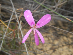 Pelargonium coronopifolium