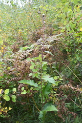 Crepis sibirica