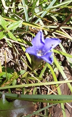 Gentianopsis ciliata