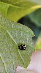 Propylea quatuordecimpunctata