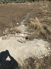 Marmota bobak