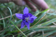 Aquilegia confusa