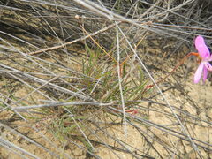 Pelargonium coronopifolium