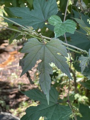 Ampelopsis glandulosa