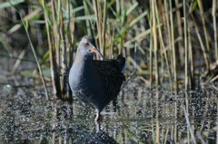 Rallus aquaticus