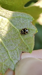 Propylea quatuordecimpunctata