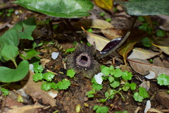 Asarum porphyronotum