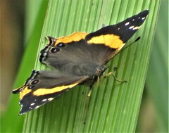 Vanessa hippomene hippomene