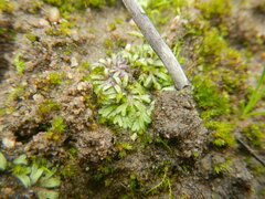 Ricciaceae