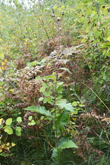 Crepis sibirica
