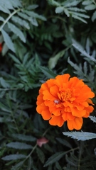 Philodromus aureolus