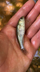 Fundulus heteroclitus