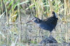 Rallus aquaticus