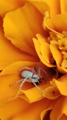 Philodromus aureolus