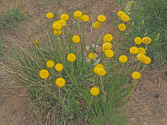 Helichrysum aureum