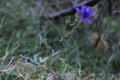 Aquilegia confusa