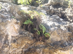 Pityrogramma chrysophylla gabrielae