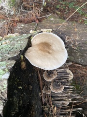 Pluteus cervinus