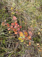 Betula nana
