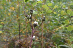 Crepis sibirica