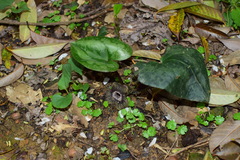 Asarum porphyronotum