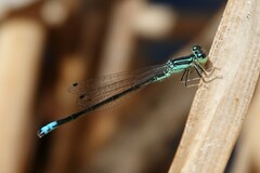 Ischnura perparva
