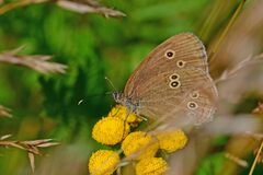 Aphantopus hyperantus