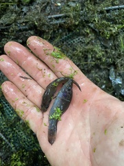 Aphredoderus sayanus