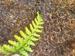 Pityrogramma chrysophylla gabrielae