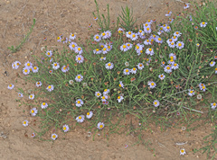 Felicia muricata muricata