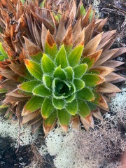 Paepalanthus costaricensis image