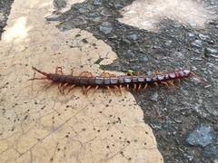 Scolopendra multidens